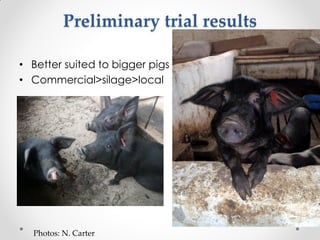 Challenges of designing pig diets using local feedstuffs for Ugandan subsistence farmers