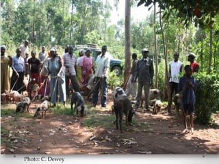 Challenges of designing pig diets using local feedstuffs for Ugandan subsistence farmers