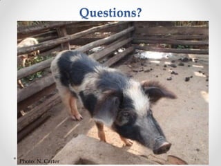 Challenges of designing pig diets using local feedstuffs for Ugandan subsistence farmers