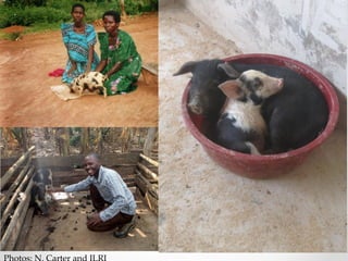 Challenges of designing pig diets using local feedstuffs for Ugandan subsistence farmers