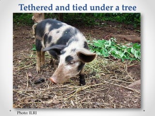 Challenges of designing pig diets using local feedstuffs for Ugandan subsistence farmers