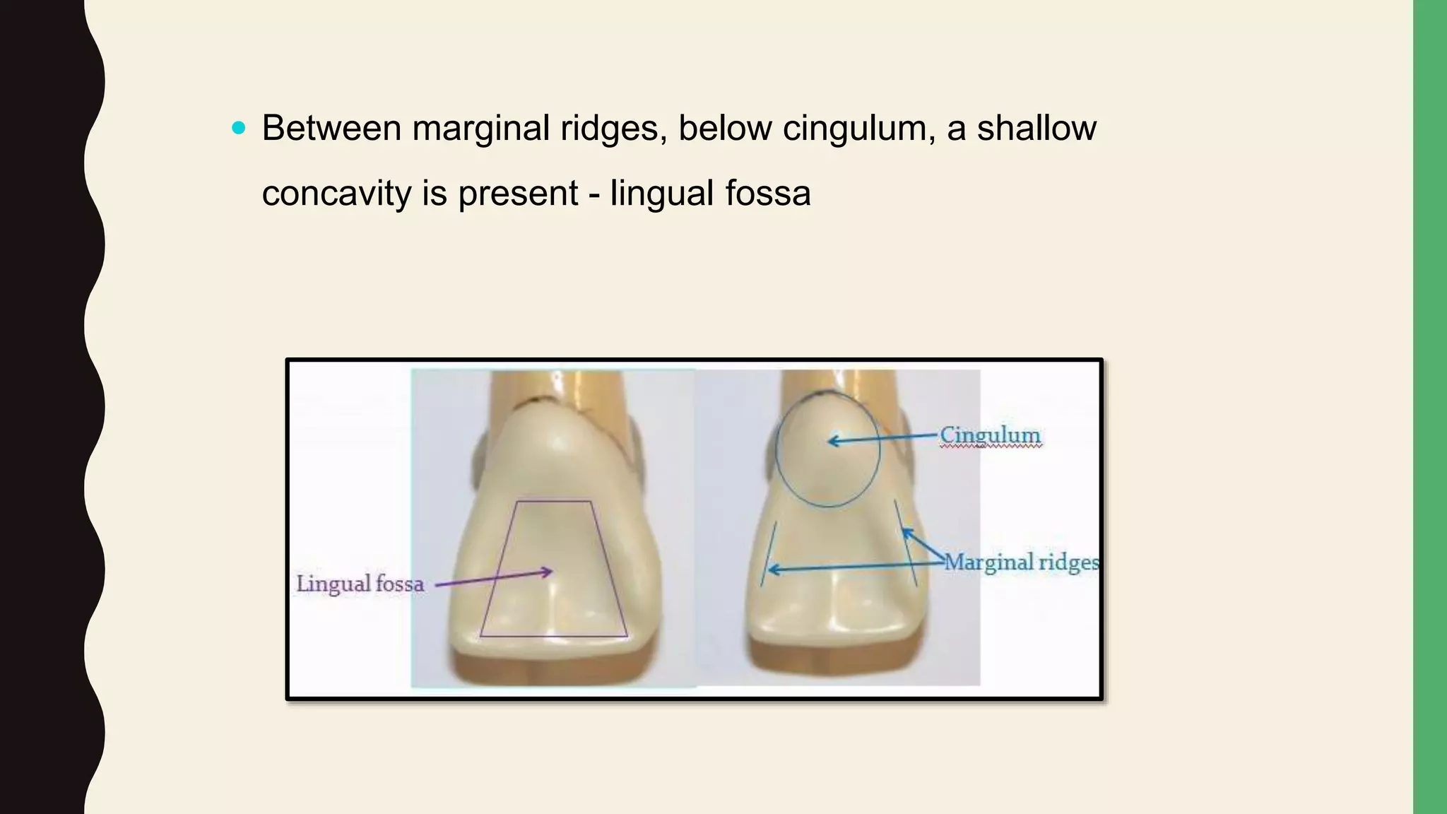 Maxillary Central Incisor | PPTX