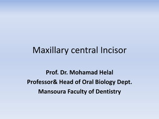 Maxillary central Incisor
Prof. Dr. Mohamad Helal
Professor& Head of Oral Biology Dept.
Mansoura Faculty of Dentistry
 