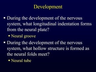 DevelopmentDuring the development of the nervous system, what longitudinal indentation forms from the neural plate?Neural grooveDuring the development of the nervous system, what hollow structure is formed as the neural folds meet?Neural tube