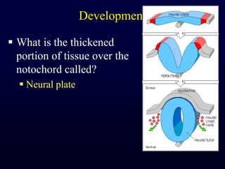 DevelopmentWhat is the thickened portion of tissue over the notochord called?Neural plate