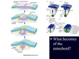 What becomes of the notochord?