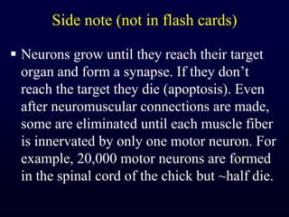 Side note (not in flash cards)Neurons grow until they reach their target organ and form a synapse. If they don’t reach the target they die (apoptosis). Even after neuromuscular connections are made, some are eliminated until each muscle fiber is innervated by only one motor neuron. For example, 20,000 motor neurons are formed in the spinal cord of the chick but ~half die.