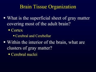Brain Tissue OrganizationWhat is the superficial sheet of gray matter covering most of the adult brain?CortexCerebral and CerebellarWithin the interior of the brain, what are clusters of gray matter?Cerebral nuclei