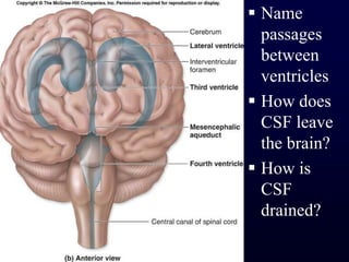 Name passages between ventriclesHow does CSF leave the brain?How is CSF drained?