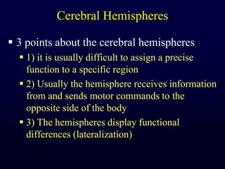 Cerebral Hemispheres3 points about the cerebral hemispheres1) it is usually difficult to assign a precise function to a specific region2) Usually the hemisphere receives information from and sends motor commands to the opposite side of the body3) The hemispheres display functional differences (lateralization)