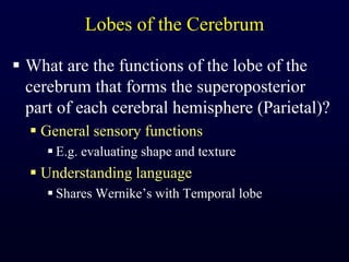 Lobes of the CerebrumWhat are the functions of the lobe of the cerebrum that forms the superoposterior part of each cerebral hemisphere (Parietal)?General sensory functionsE.g. evaluating shape and textureUnderstanding languageShares Wernike’s with Temporal lobe