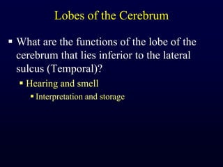 Lobes of the CerebrumWhat are the functions of the lobe of the cerebrum that lies inferior to the lateral sulcus (Temporal)?Hearing and smellInterpretation and storage