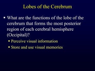 Lobes of the CerebrumWhat are the functions of the lobe of the cerebrum that forms the most posterior region of each cerebral hemisphere (Occipital)?Perceive visual informationStore and use visual memories