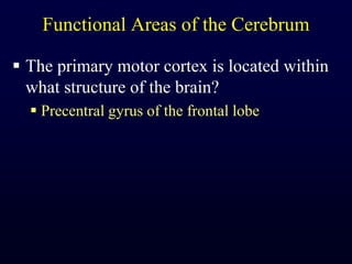 Functional Areas of the CerebrumThe primary motor cortex is located within what structure of the brain?Precentral gyrus of the frontal lobe