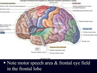 Note motor speech area & frontal eye field in the frontal lobe