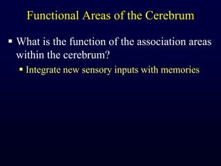 Functional Areas of the CerebrumWhat is the function of the association areas within the cerebrum?Integrate new sensory inputs with memories