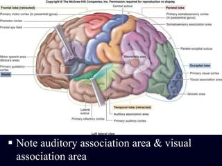 Note auditory association area & visual association area
