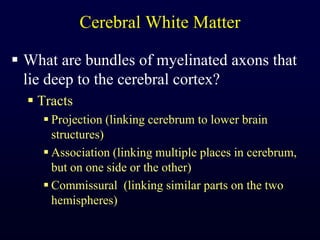 Cerebral White MatterWhat are bundles of myelinated axons that lie deep to the cerebral cortex?TractsProjection (linking cerebrum to lower brain structures)Association (linking multiple places in cerebrum, but on one side or the other)Commissural  (linking similar parts on the two hemispheres)
