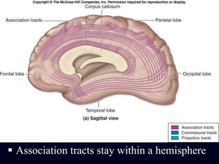 Association tracts stay within a hemisphere