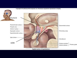 OxytocinADH