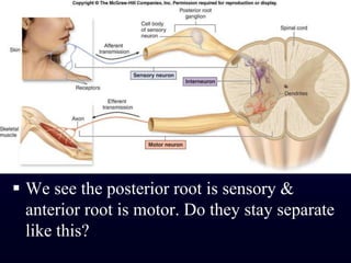 We see the posterior root is sensory & anterior root is motor. Do they stay separate like this?