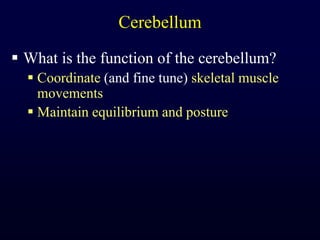 CerebellumWhat is the function of the cerebellum?Coordinate (and fine tune) skeletal muscle movementsMaintain equilibrium and posture