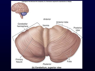 Central Nervous System