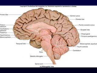 Central Nervous System