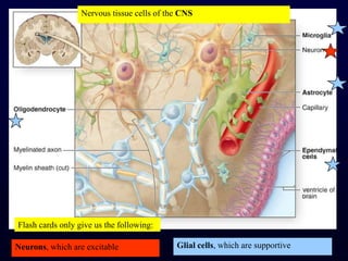 Nervous tissue cells of the CNSFlash cards only give us the following: Glial cells, which are supportiveNeurons, which are excitable