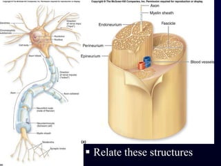 Relate these structures