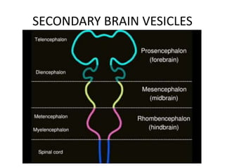 SECONDARY BRAIN VESICLES
 