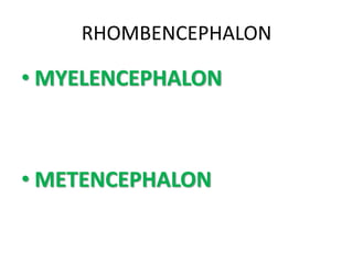 RHOMBENCEPHALON
• MYELENCEPHALON
• METENCEPHALON
 