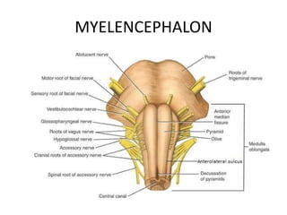 MYELENCEPHALON
 