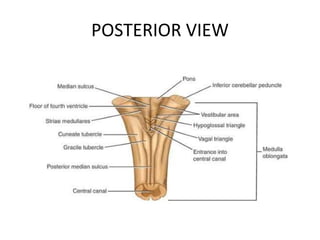 POSTERIOR VIEW
 