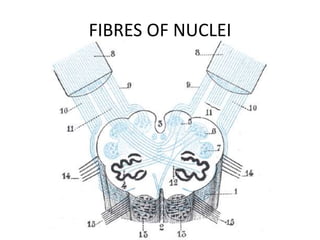 FIBRES OF NUCLEI
 