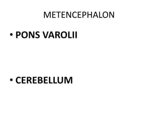METENCEPHALON
• PONS VAROLII
• CEREBELLUM
 