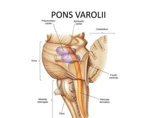 PONS VAROLII
 