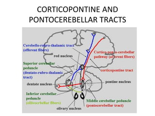 CORTICOPONTINE AND
PONTOCEREBELLAR TRACTS
 