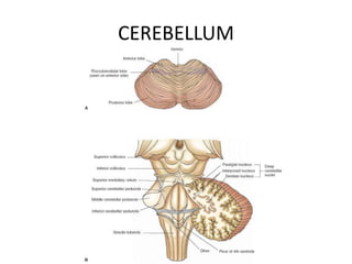 CEREBELLUM
 