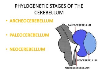 PHYLOGENETIC STAGES OF THE
CEREBELLUM
• ARCHEOCEREBELLUM
• PALEOCEREBELLUM
• NEOCEREBELLUM
 