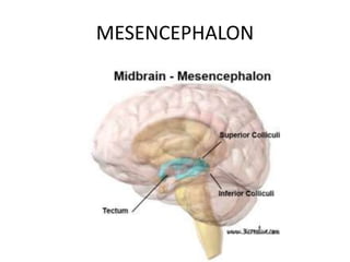 MESENCEPHALON
 