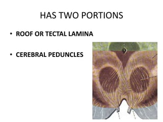 HAS TWO PORTIONS
• ROOF OR TECTAL LAMINA
• CEREBRAL PEDUNCLES
 