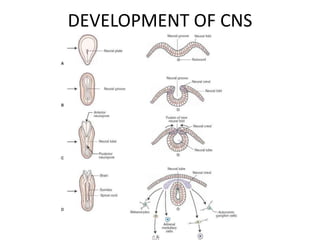 DEVELOPMENT OF CNS
 
