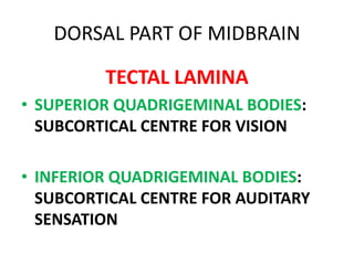 DORSAL PART OF MIDBRAIN
TECTAL LAMINA
• SUPERIOR QUADRIGEMINAL BODIES:
SUBCORTICAL CENTRE FOR VISION
• INFERIOR QUADRIGEMINAL BODIES:
SUBCORTICAL CENTRE FOR AUDITARY
SENSATION
 