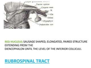 RED NUCLEUS: SAUSAGE SHAPED, ELONGATED, PAIRED STRUCTURE
EXTENDING FROM THE
DIENCEPHALON UNTIL THE LEVEL OF THE INFERIOR COLLICULI.
RUBROSPINAL TRACT
 