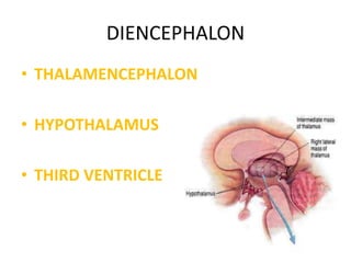 DIENCEPHALON
• THALAMENCEPHALON
• HYPOTHALAMUS
• THIRD VENTRICLE
 