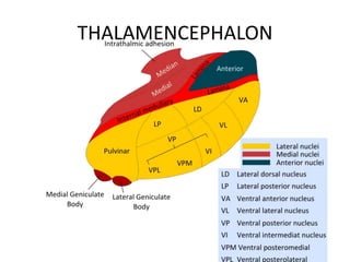THALAMENCEPHALON
 