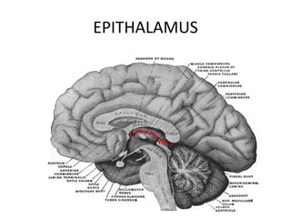 EPITHALAMUS
 