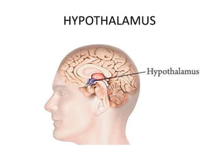 HYPOTHALAMUS
 