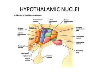 HYPOTHALAMIC NUCLEI
 